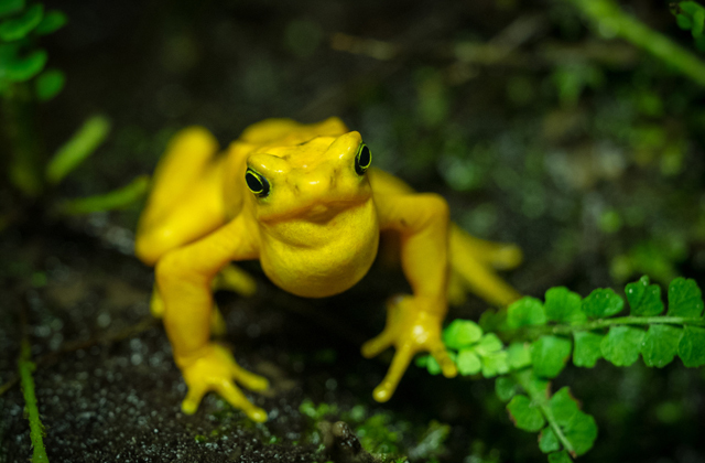 Внимание: чрезвычайно опасен!