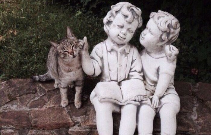 20 фотографий котов, которые, если присмотреться, повсюду