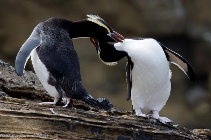 Большие хохлатые пингвины: описание и фото