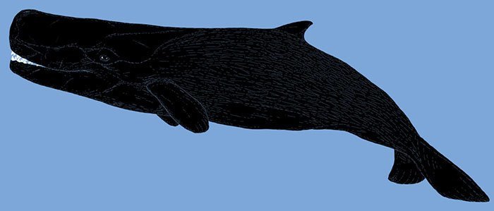 Левиафан Мелвилла — вымерший миоценовый кит, живший 12-13 миллионов лет назад. Один его зуб был размером с ботинок. динозавры, доисторические животные, доисторические существа, интересное, палеонтология, рисунки, художник
