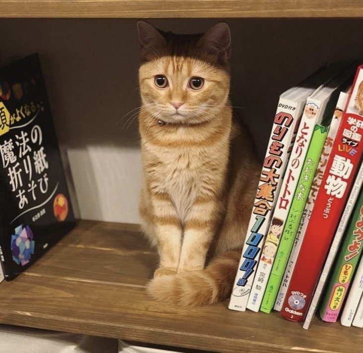 Прикольные фотографии которые поднимут настроение