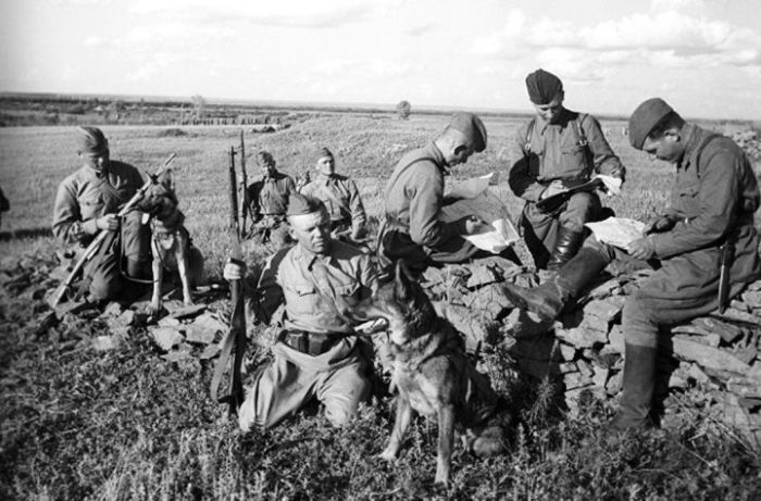 Как собаки помогали солдатам во время войны: Обезвреженные снаряды, спасённые жизни и другие подвиги могли, тысяч, время, войны, овчарка, почти, несколько, чтобы, После, предотвратить, советских, любые, одного, раненых, этого, собаки, службу, солдат, вместе, собаками