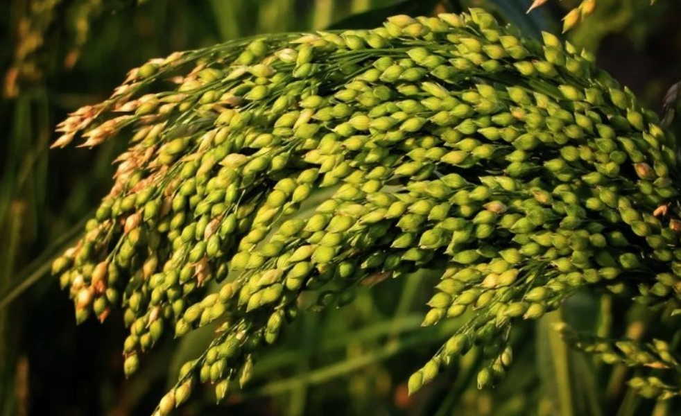 Боль из сустава просом прогоняю, больше с суставами горя не знаю!