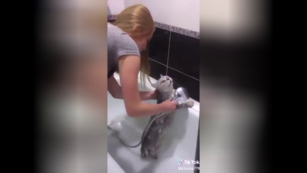 Говорящий кот говорит нормально видео. Говорящий кот нормально. Говорящий кот в ванной. Кот говорящий нормально в ванной. Купание кота в ванной нормально.