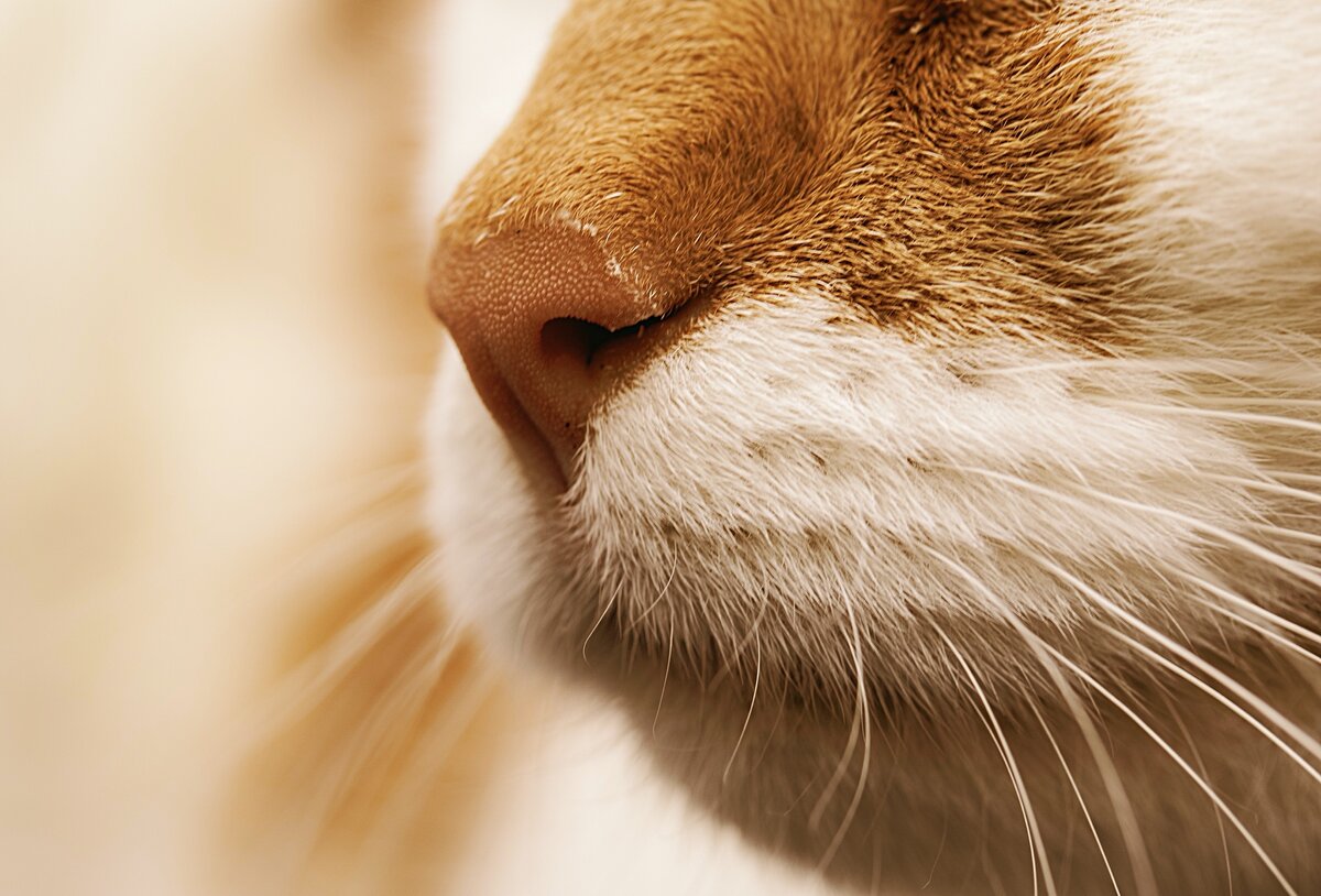 Когда котенок простужается или у него поднимается температура, его нос обязательно становится сухим. 