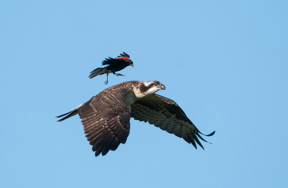 Победители птичьего 
конкурса Audubon 
Photography Awards 
2015