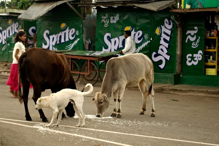 Бездомные коровы - одна из проблем Индии