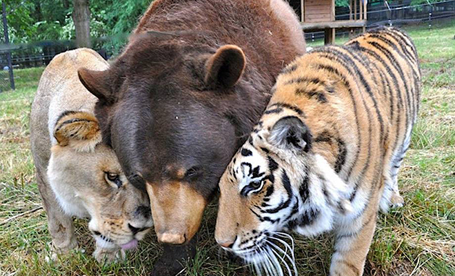 Люди спасли от браконьеров медведя, льва и тигра. Спустя 15 лет они по-прежнему вместе и считают себя одной стаей