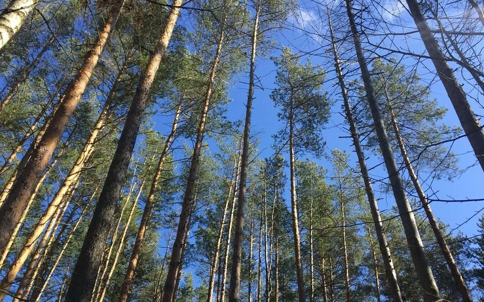 Названы основные причины гибели леса в Рязанской области