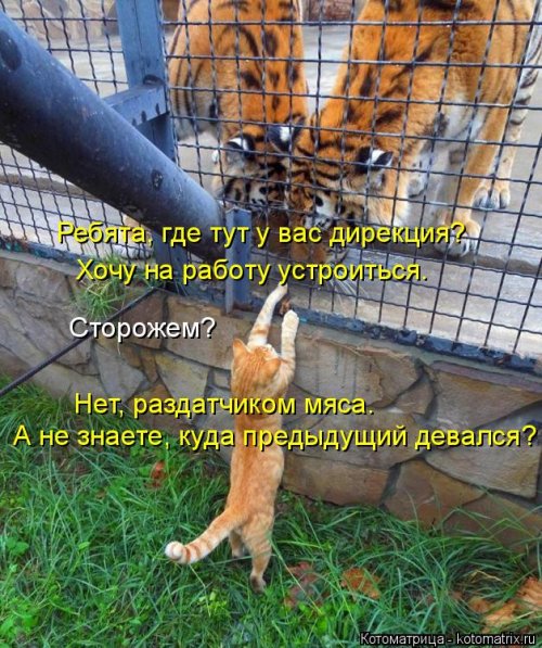 Котоматрица недели 