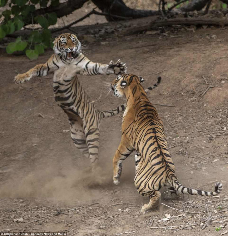 Сражение тигров в фотографиях