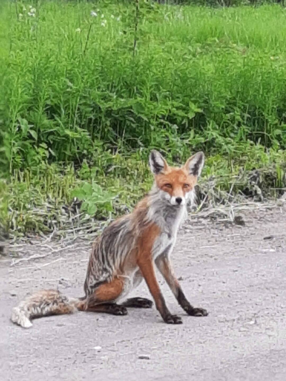 Дорога к дальнему водопаду. Дорога к дальнему водопаду.