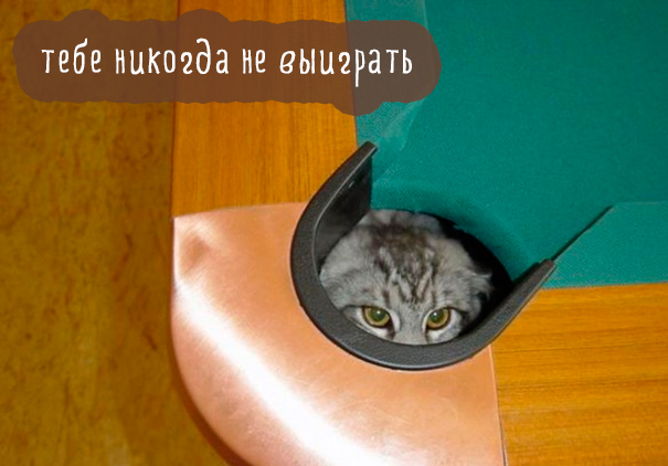 Картинки этих смешных котов развеселят вас за 1 минуту