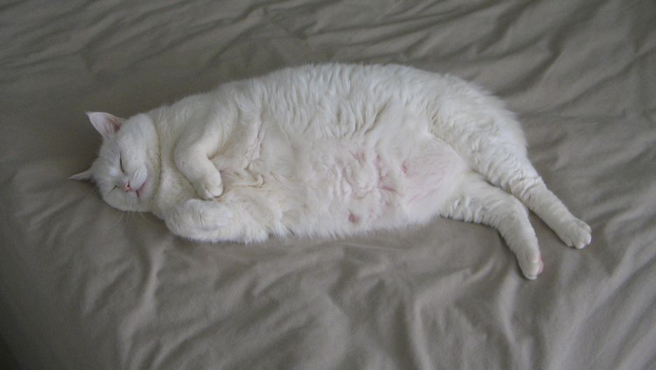 Красивые киски толстых. Толстый белый кот. Жирные коты белые. Толстая белая кошка. Жирный белый.