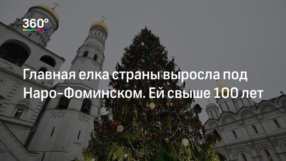 Главная елка страны выросла под Наро-Фоминском. Ей свыше 100 лет