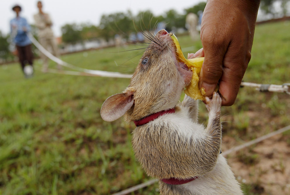 Гигантские крысы-саперы разминируют Камбоджу