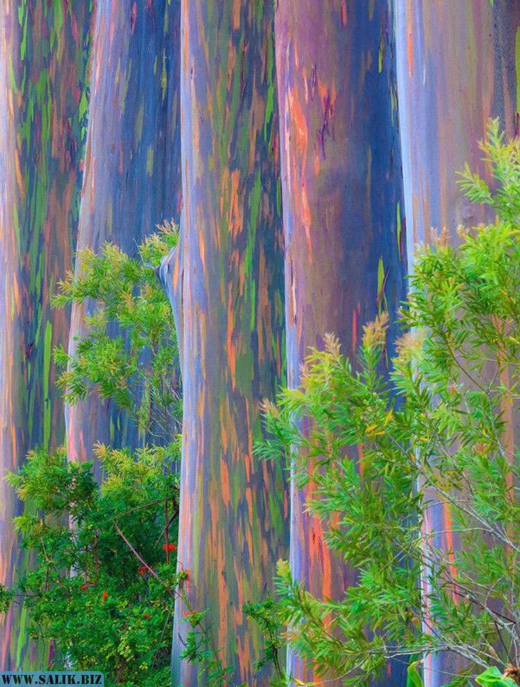 10 удивительных загадок природы