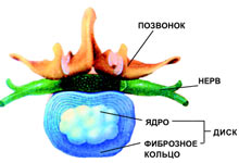 Если болит поясница болезни,здоровье,медицина