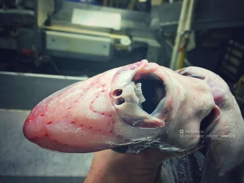 Странные существа из морских глубин, пойманные Романом Федорцовым