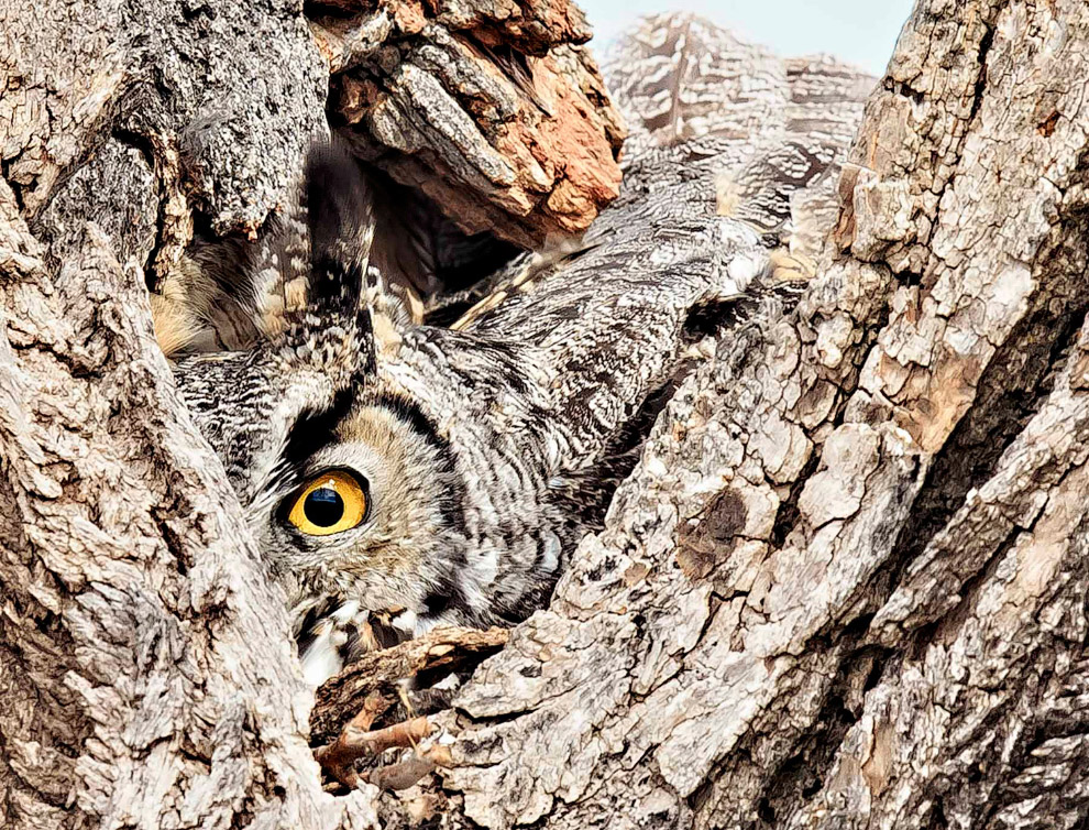 Победители птичьего 
конкурса Audubon 
Photography Awards 
2015