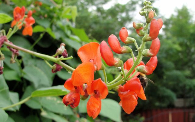 Фасоль огненно-красная (Phaseolus coccineus), или фасоль многоцветковая, или турецкие бобы – отдельный вид в роду фасоль