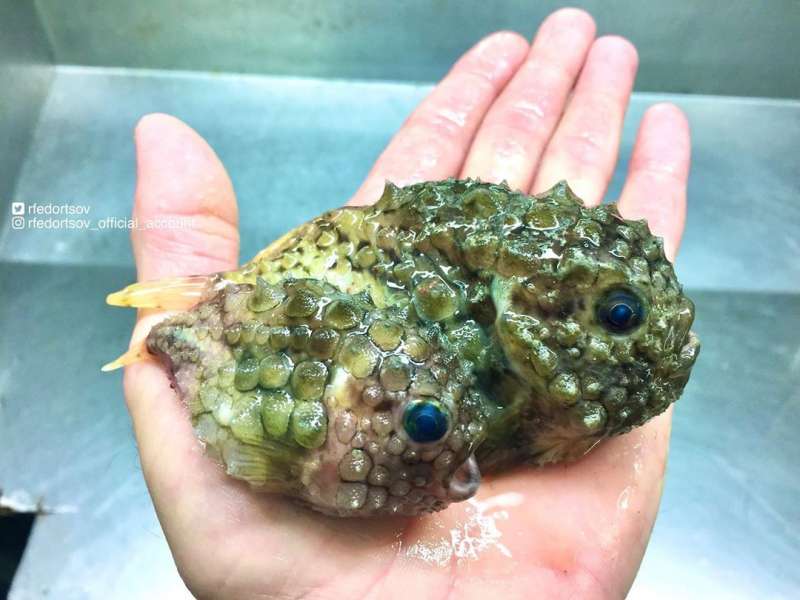 Странные существа из морских глубин, пойманные Романом Федорцовым