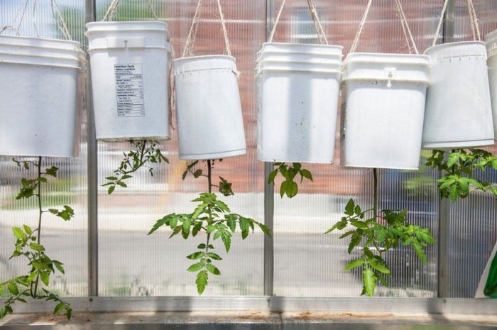 На самом деле выращивать помидоры дома очень просто. /Фото: i.pinimg.com