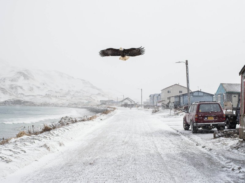 Гордый полёт алеутские острова, аляска, кори арнольд, рыбалка, фотография