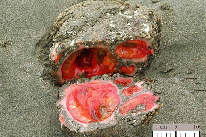 Pyura chilensis - «живой камень» с морского дна деликатес, живой камень