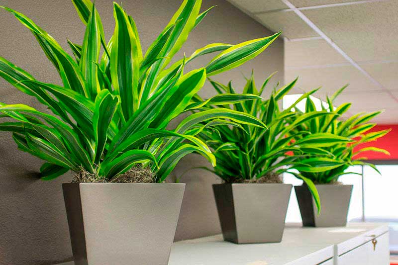 Комнатное растение Драцена (Dracena)