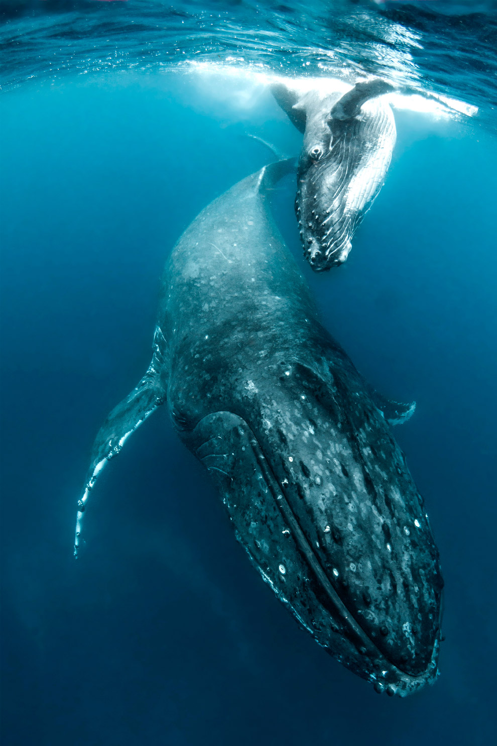 PHOTOS: Swimming with whales