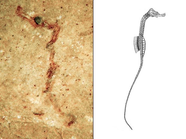 Ископаемый карликовый иглоконек Hippotropiscis frenki