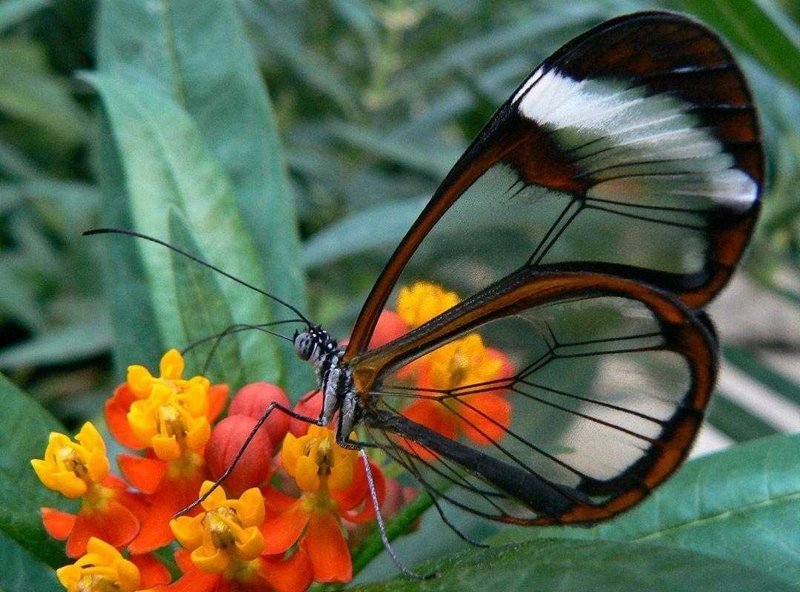 15 случаев, когда природа в своих фантазиях зашла слишком далеко