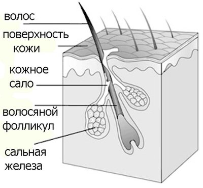 сально-волосяной фолликул