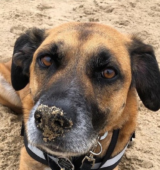 Собака на пляже