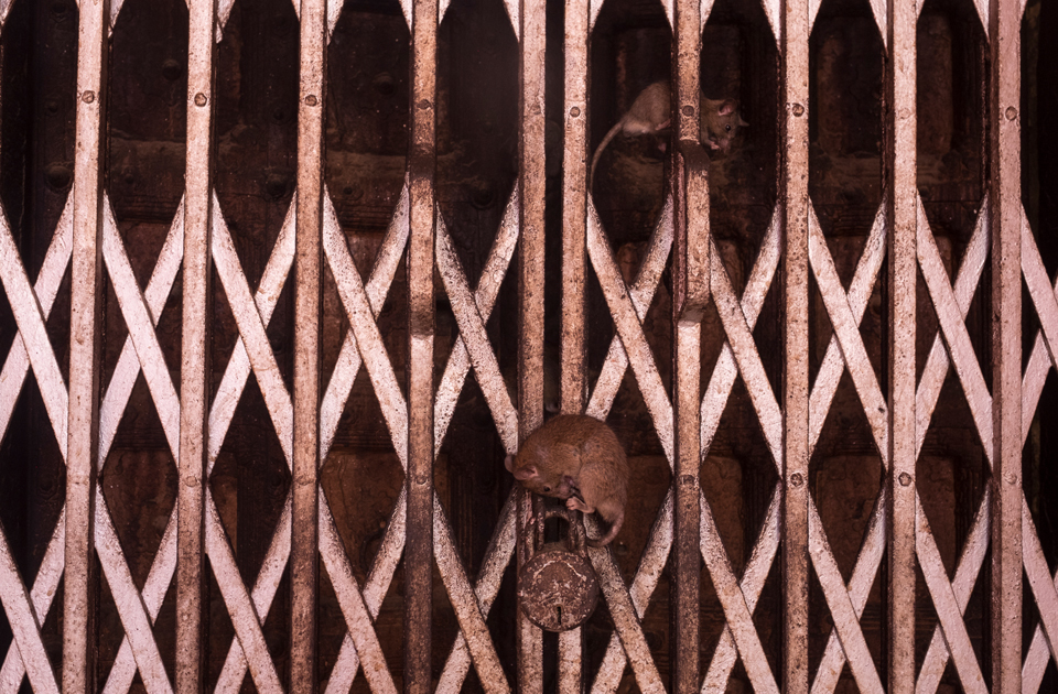 Крысиный рай: индийский храм, где поклоняются грызунам Крысиный рай: индийский храм, где поклоняются грызунам индия,история,крысы,культура индии,мир,страны