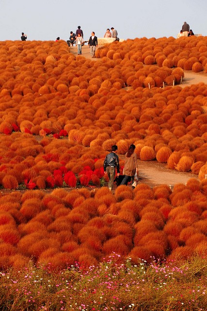 5-Hitachi-Seaside-Park-Ibaraki