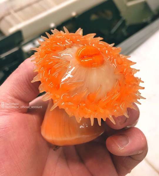 Странные существа из морских глубин, пойманные Романом Федорцовым