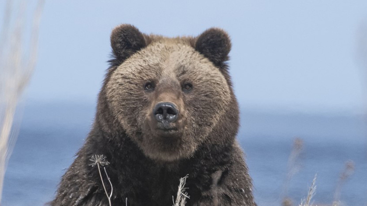 Медведь приходил к палатке Владимира Путина в тайге