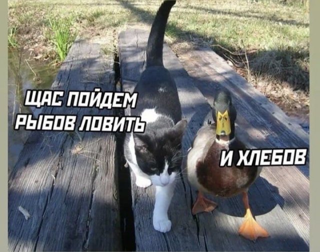 Лучшие шутки и мемы из Сети