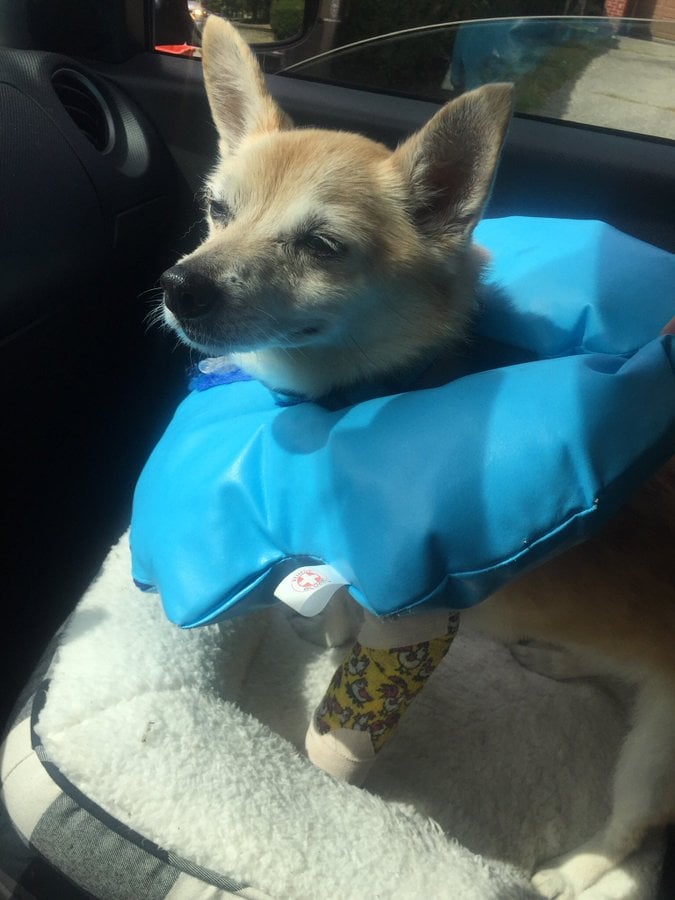 щенок в машине