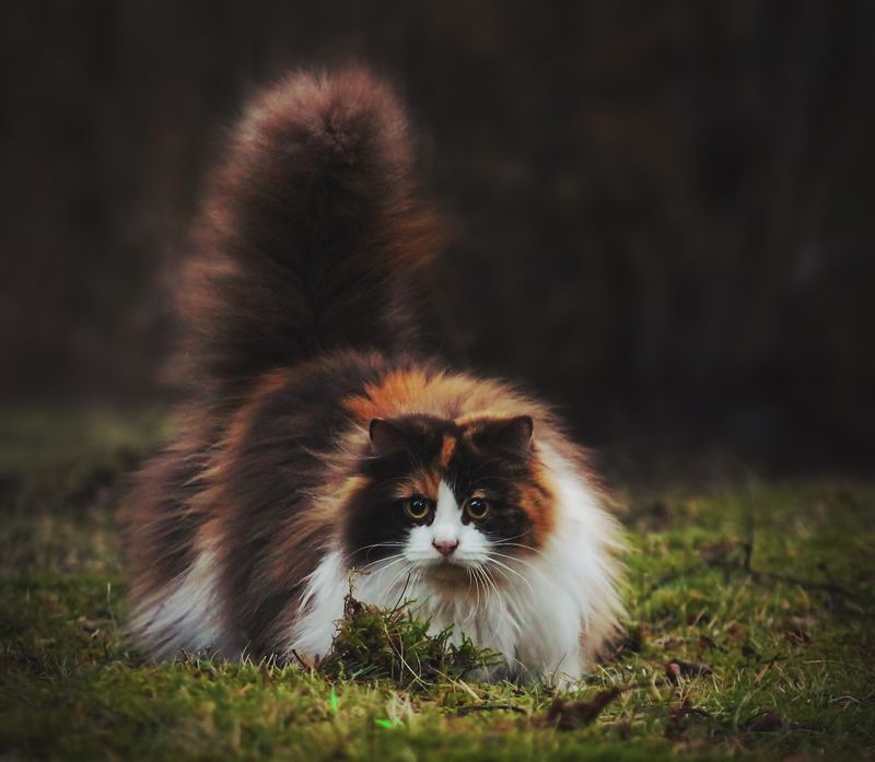 В этом посте обитают самые пушистые кошки на свете животные,кошки и коты