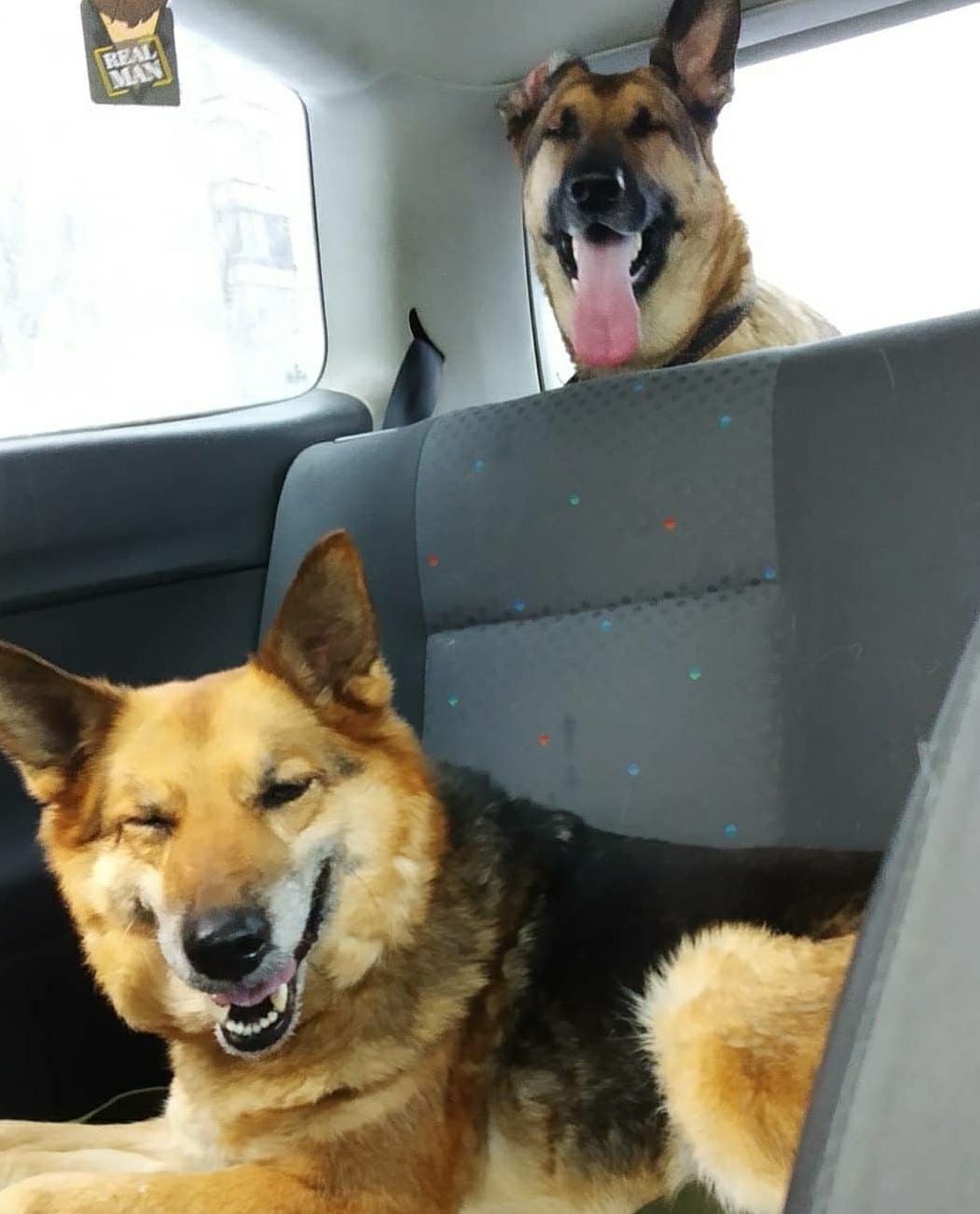 собаки в машине