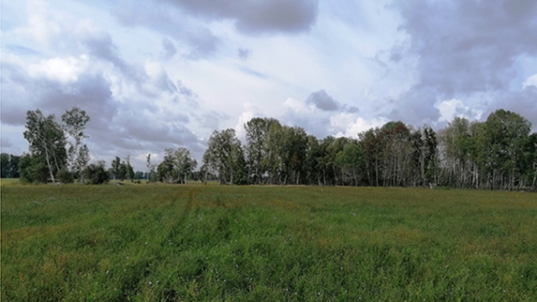 Лидера «черных лесорубов» будут судить в Сибири Происшествия