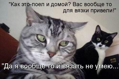 Диванные истины Диванные истины демотиваторы,юмор