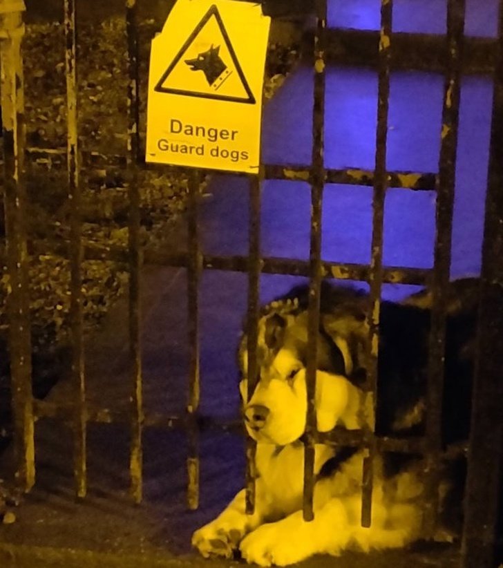 Эти фотографии доказывают, что животные созданы из любви Эти фотографии доказывают, что животные созданы из любви животные