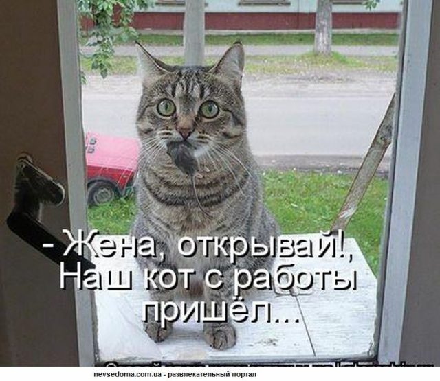 Картинки приколы кошек с надписями смешные