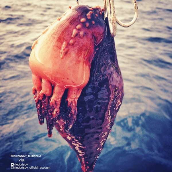 Странные существа из морских глубин, пойманные Романом Федорцовым