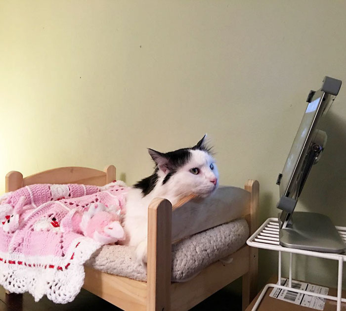 rescue-cat-sleeps-doll-bed-sophie-7