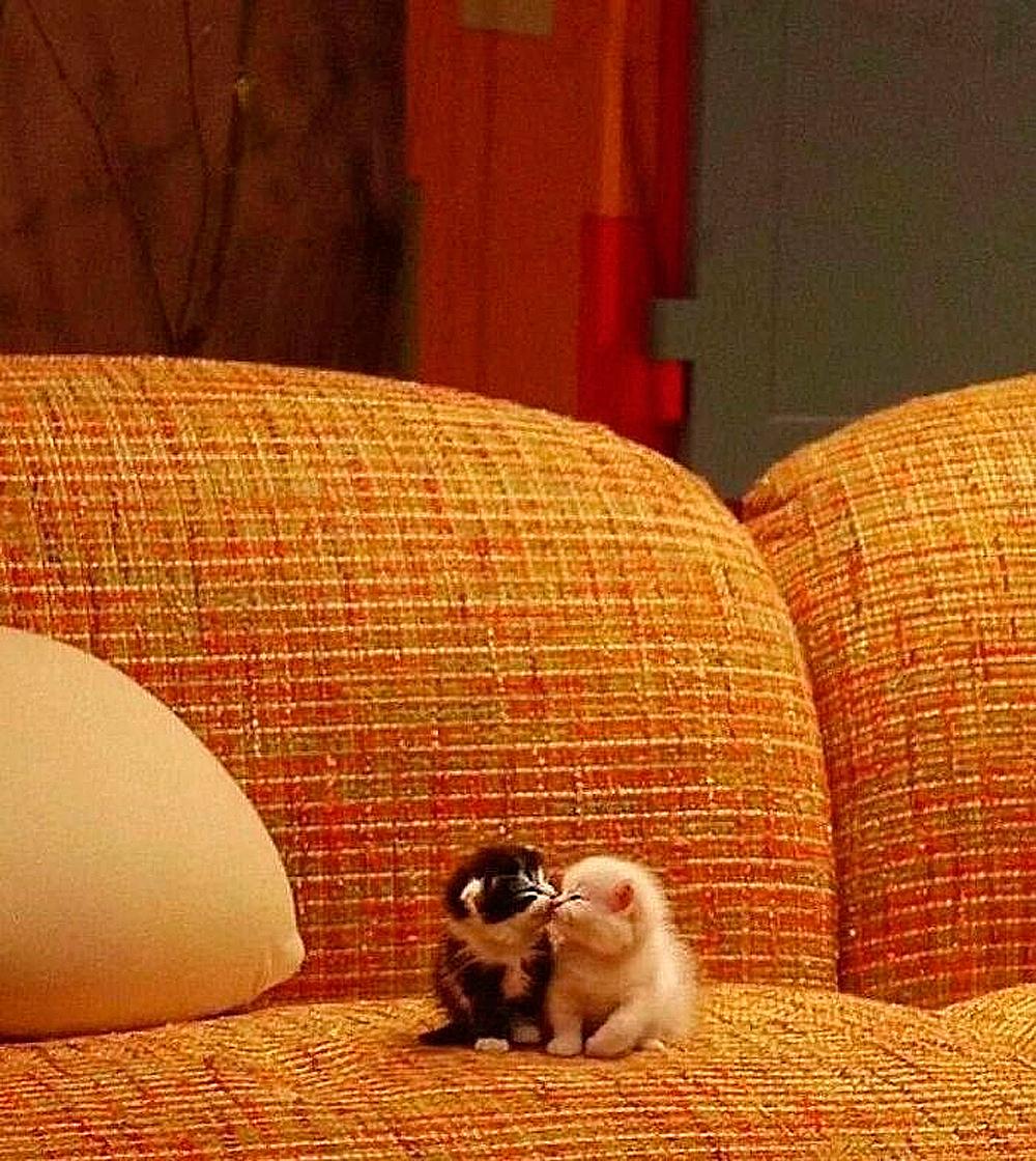 Очаровательные малыши: подборка самых милых фотографий детенышей животных